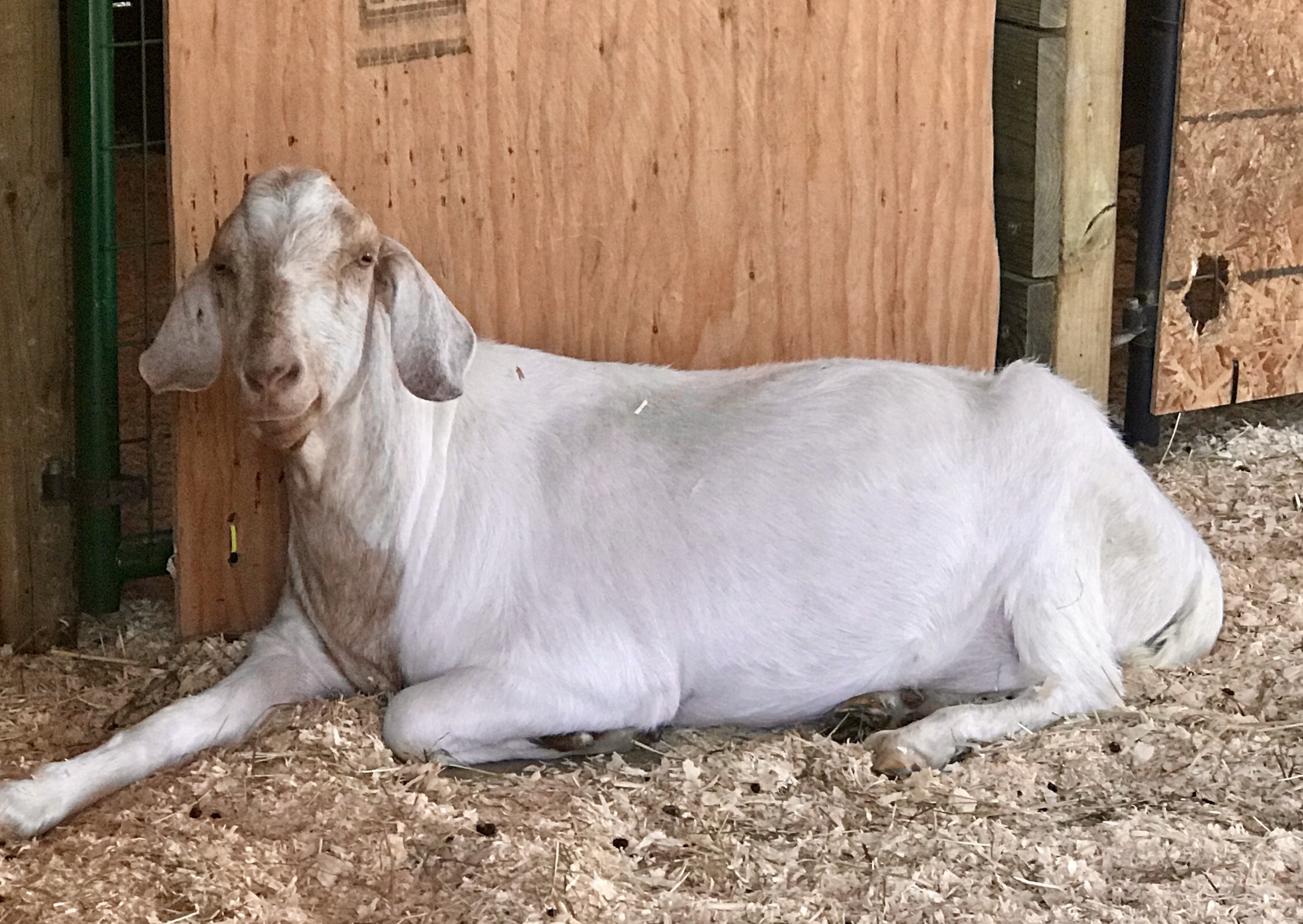 Sheep at Barn Sanctuary Sheep at Barn Sanctuary