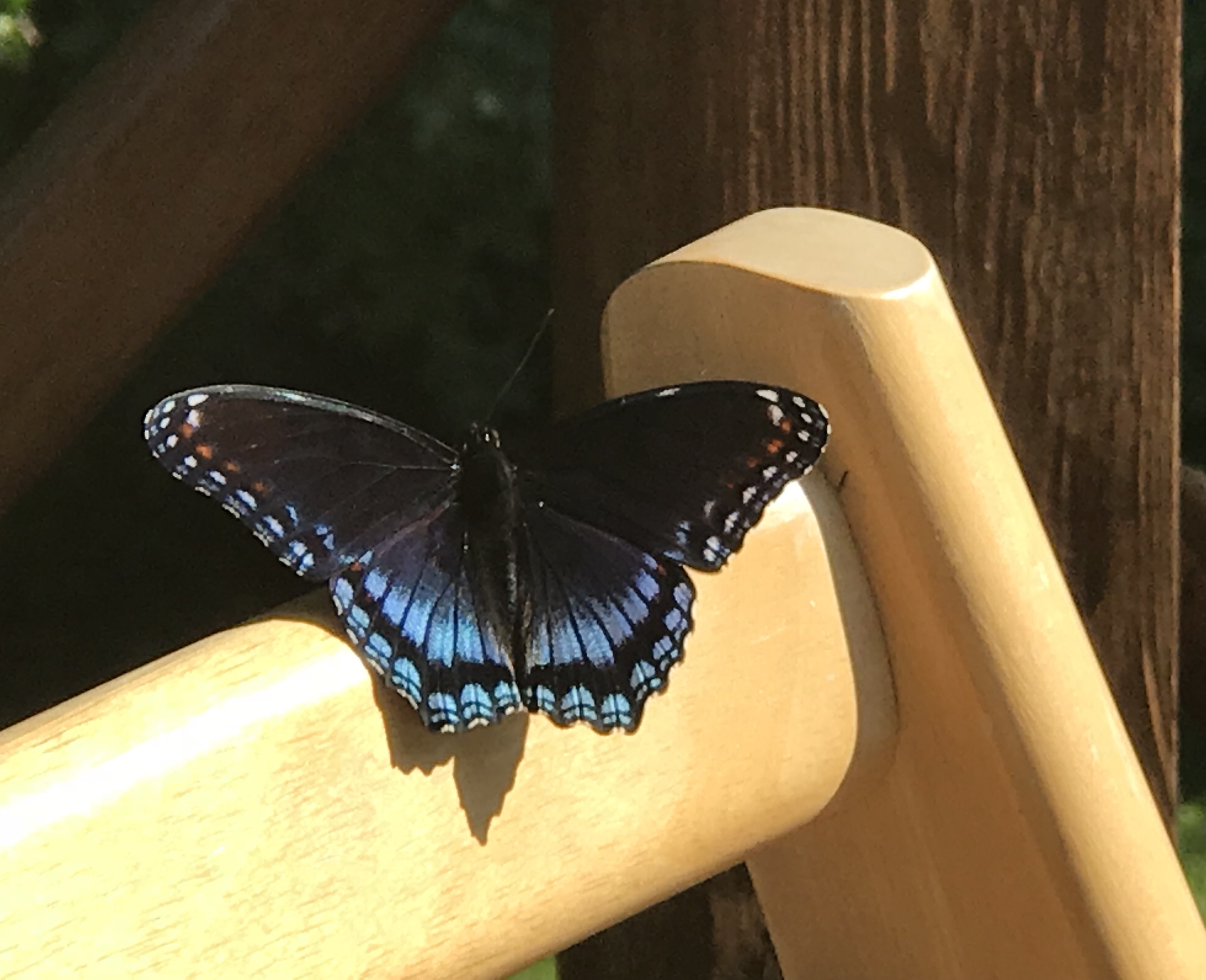 Butterfly, Blue, on chair Butterfly, Blue, on chair