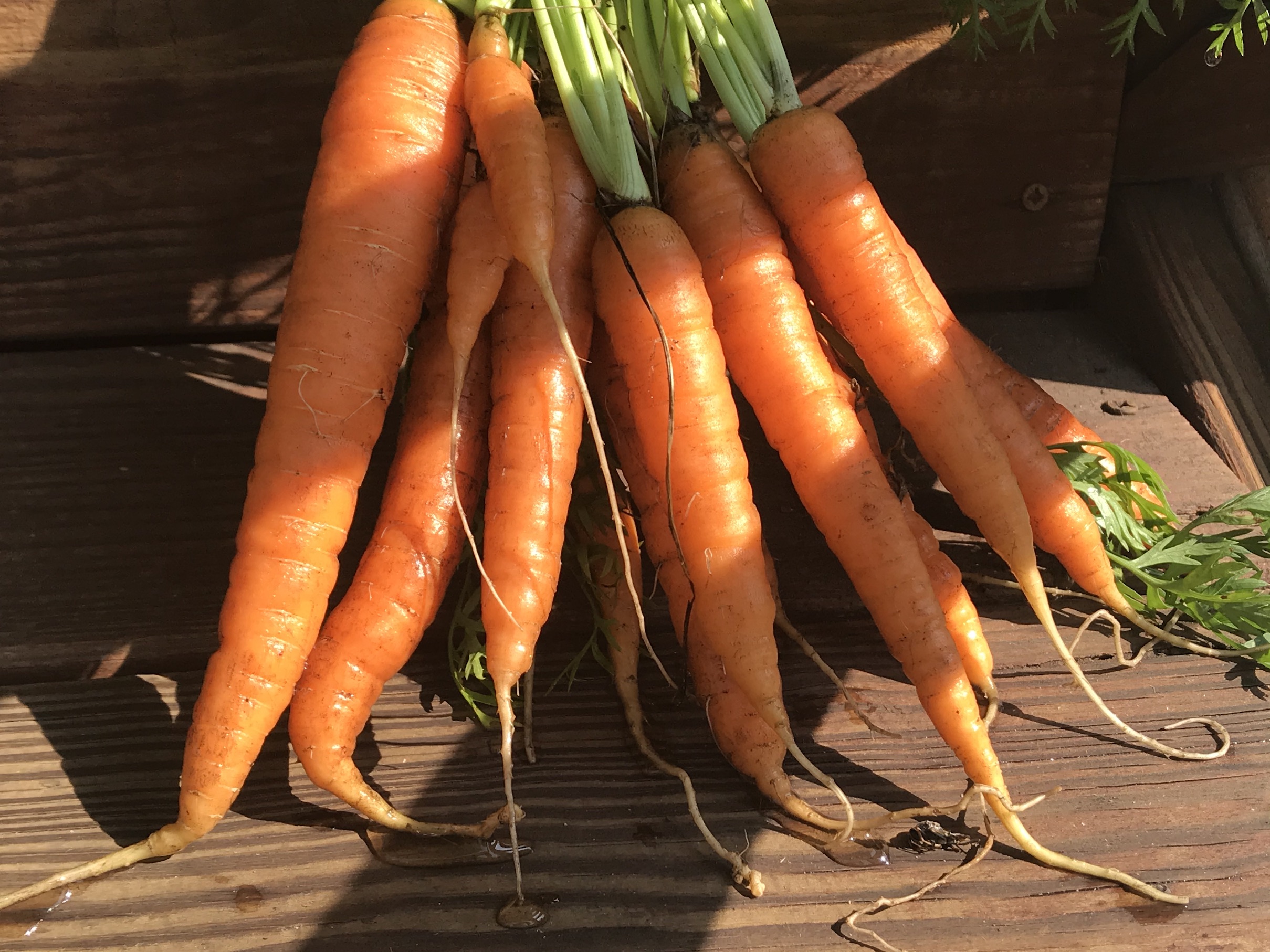 Home grown carrots Home grown carrots