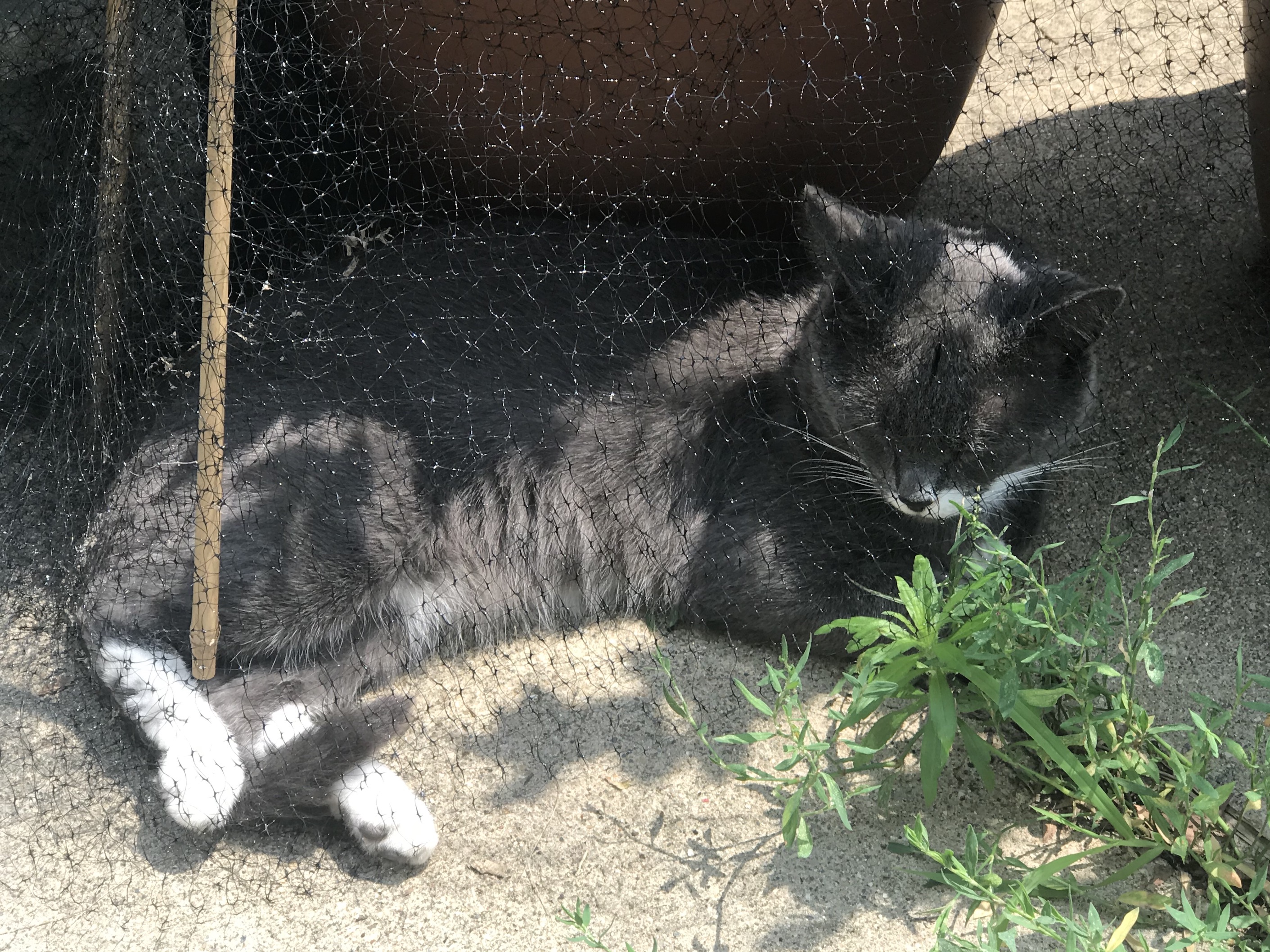 Cats Mister Gray under mesh of blueberry plant Cats Mister Gray under mesh of blueberry plant