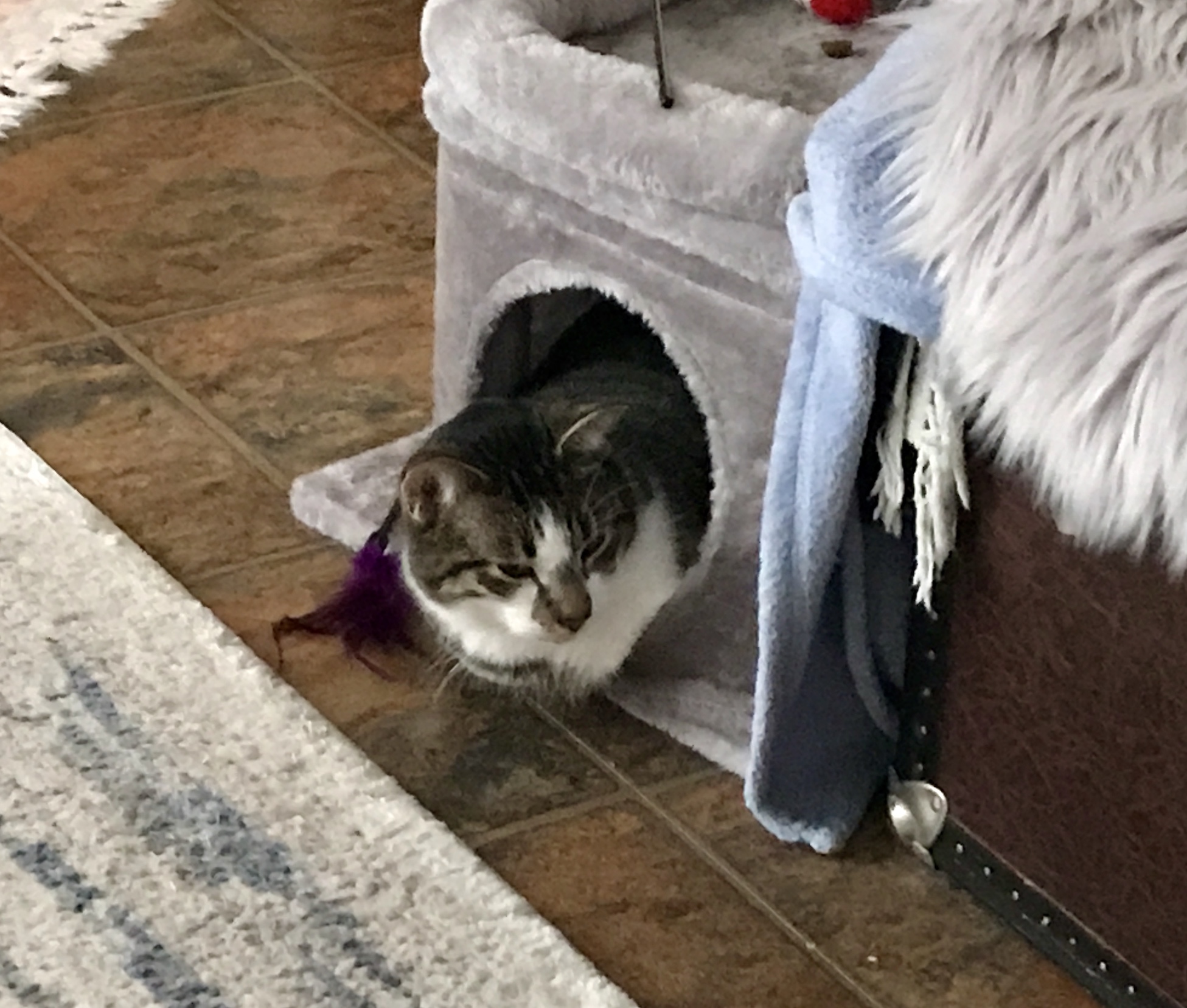 Cat in cubicle, Hazel