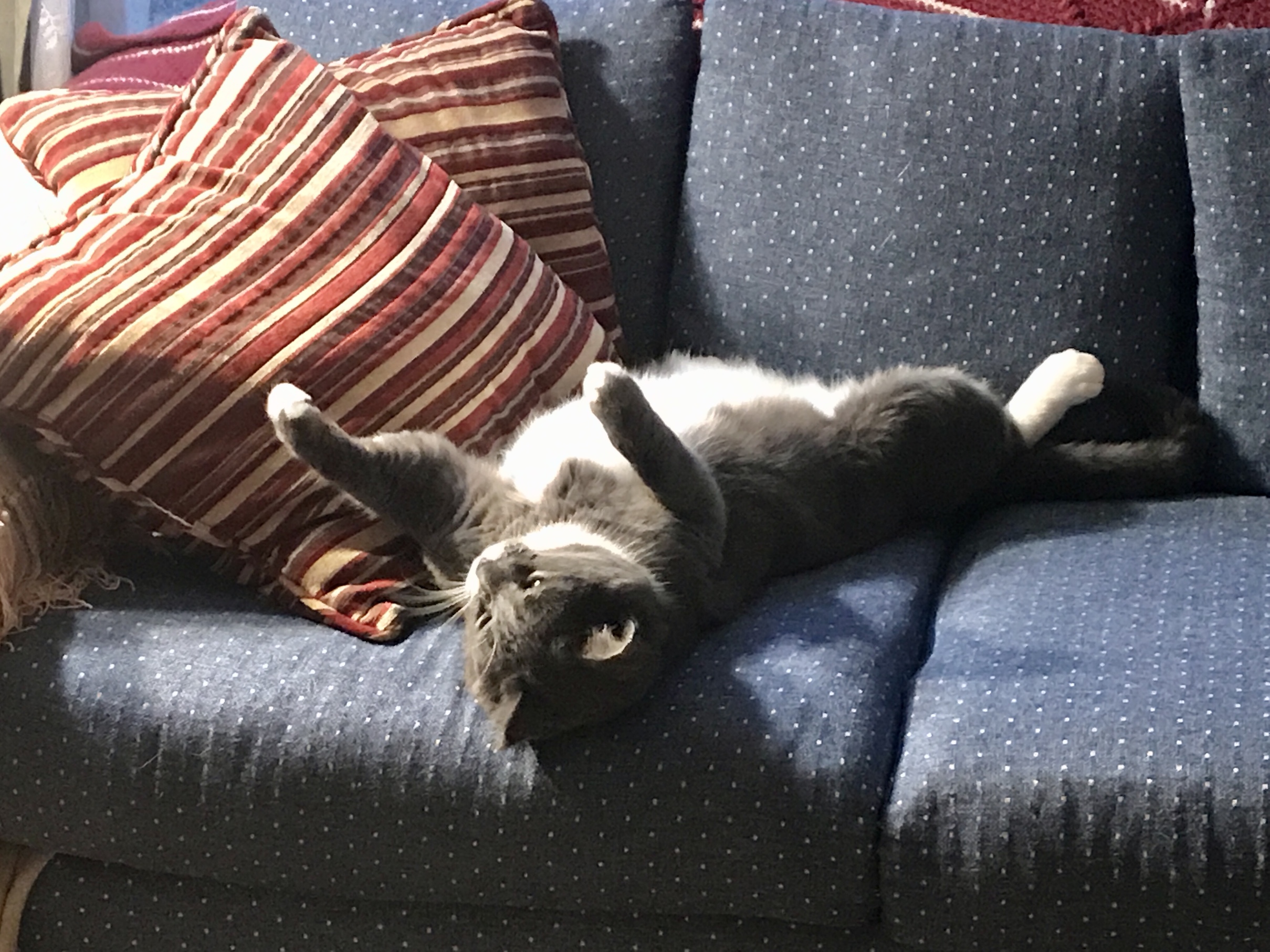 Mister Gray lounging on the couch