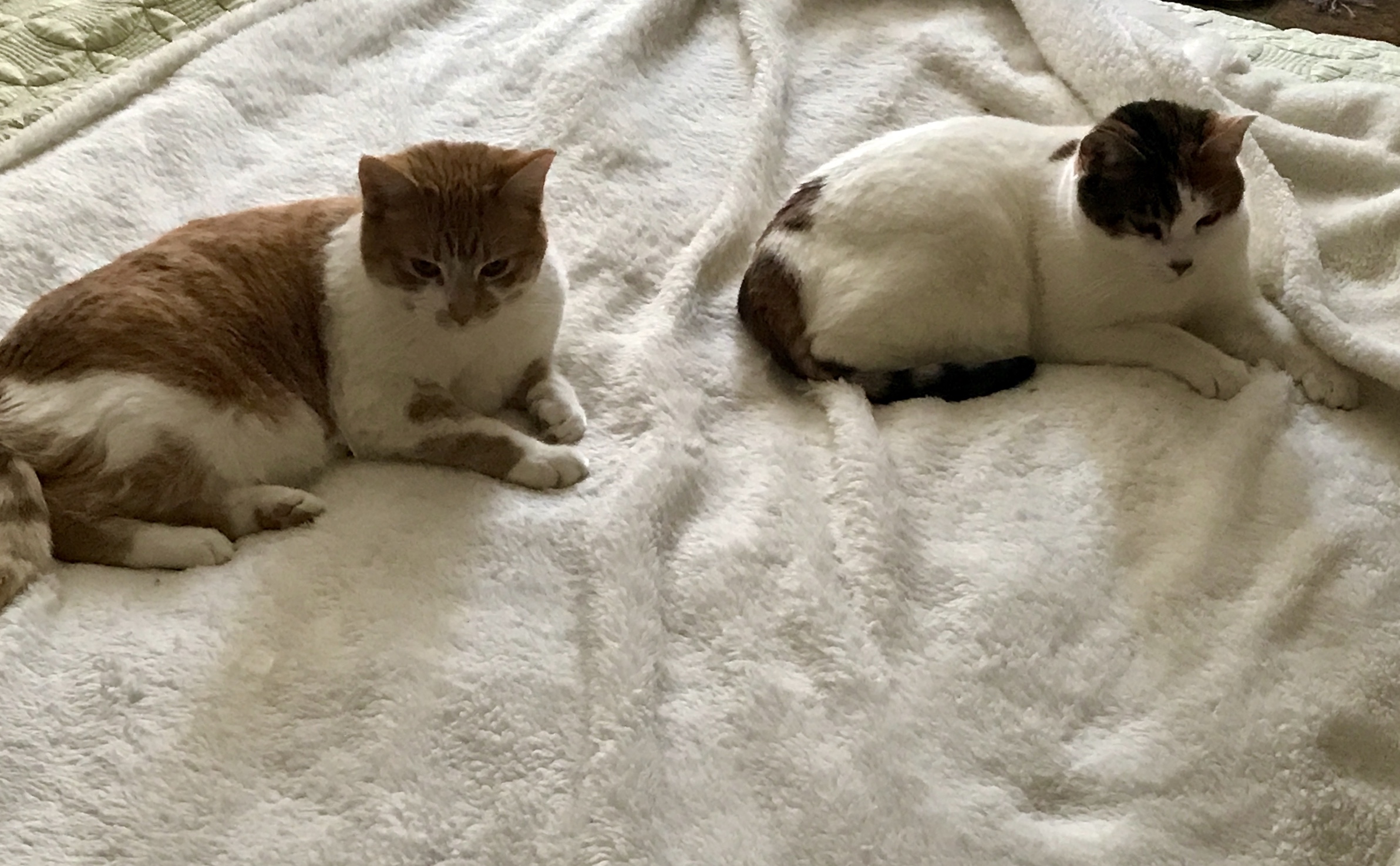 Cats on the bed, Nellie and Crook