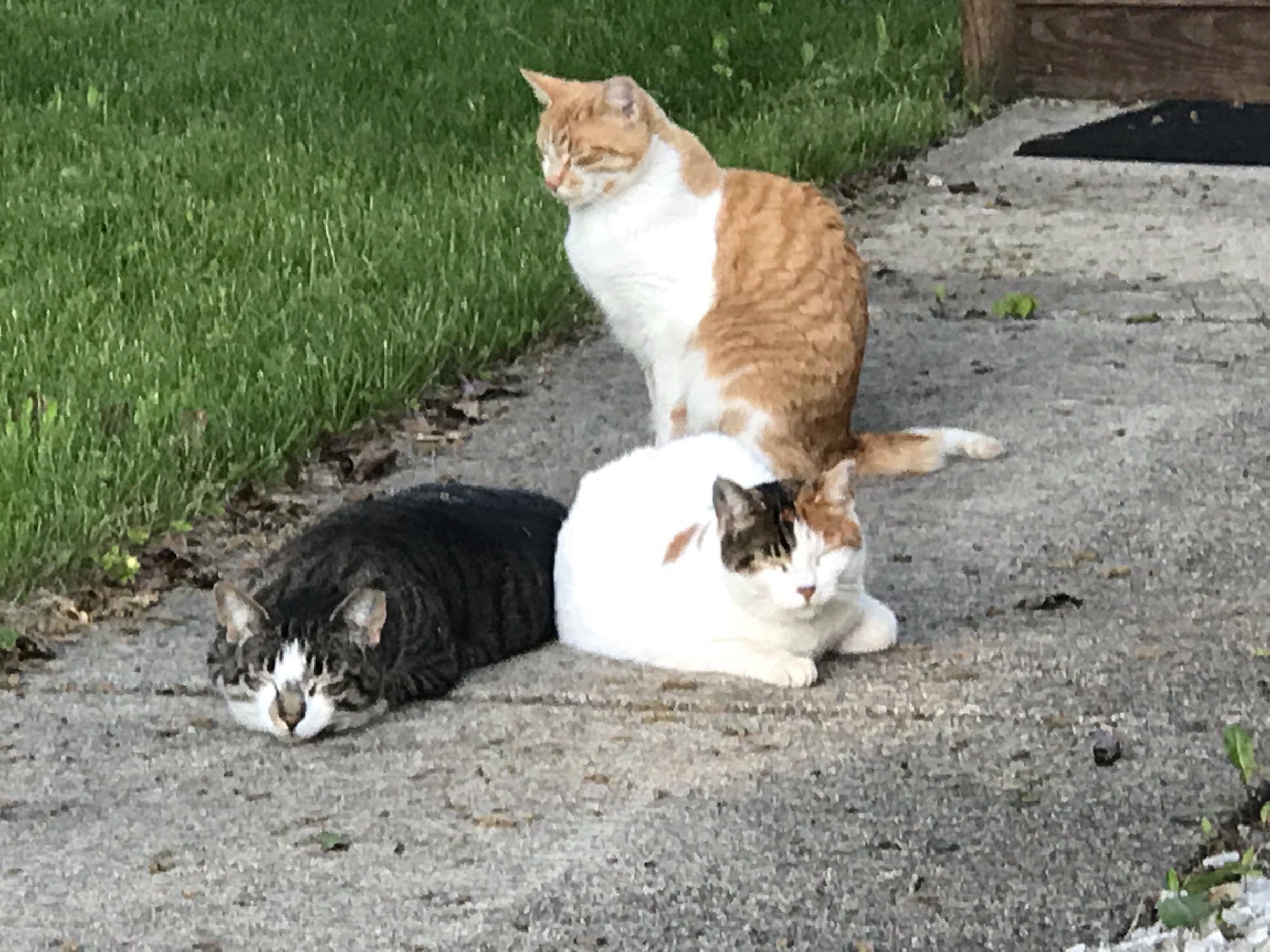 Cats Nellie, Crook, Hazel 2023 Cats Nellie, Crook, Hazel 2023