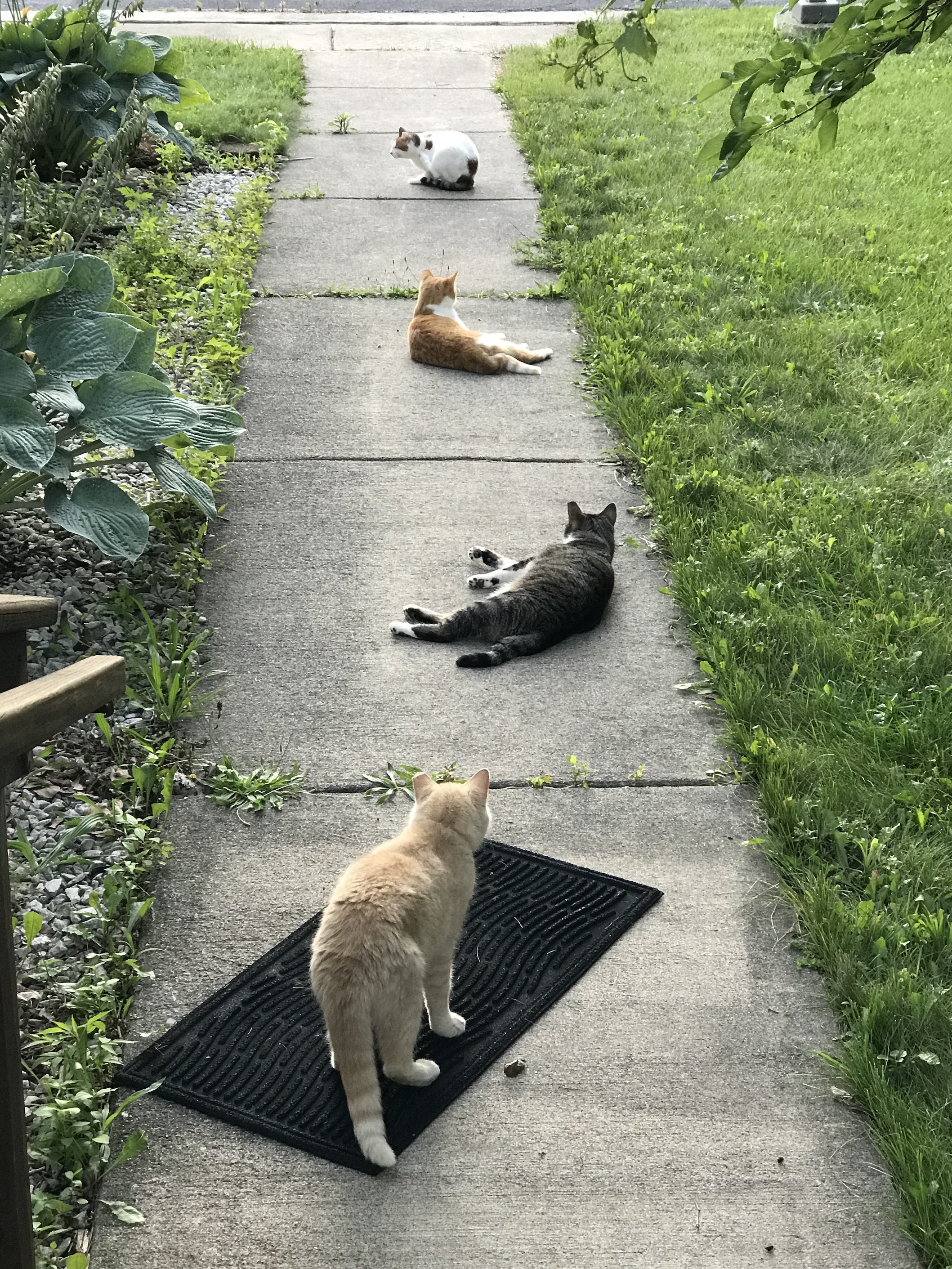 Cats lined up on the sidewalk 