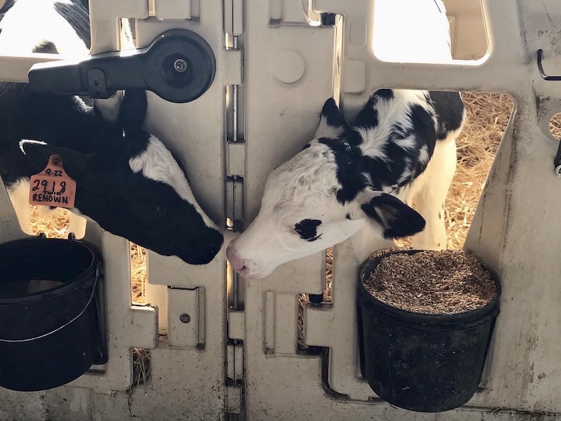 Calves suckling in separate holding pens