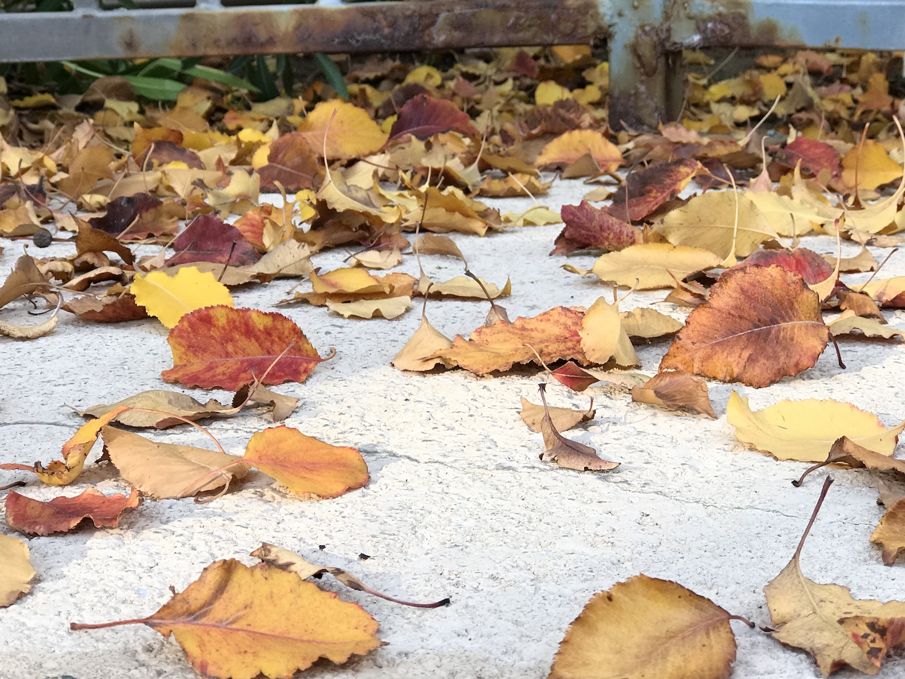 Fall leaves Fall leaves