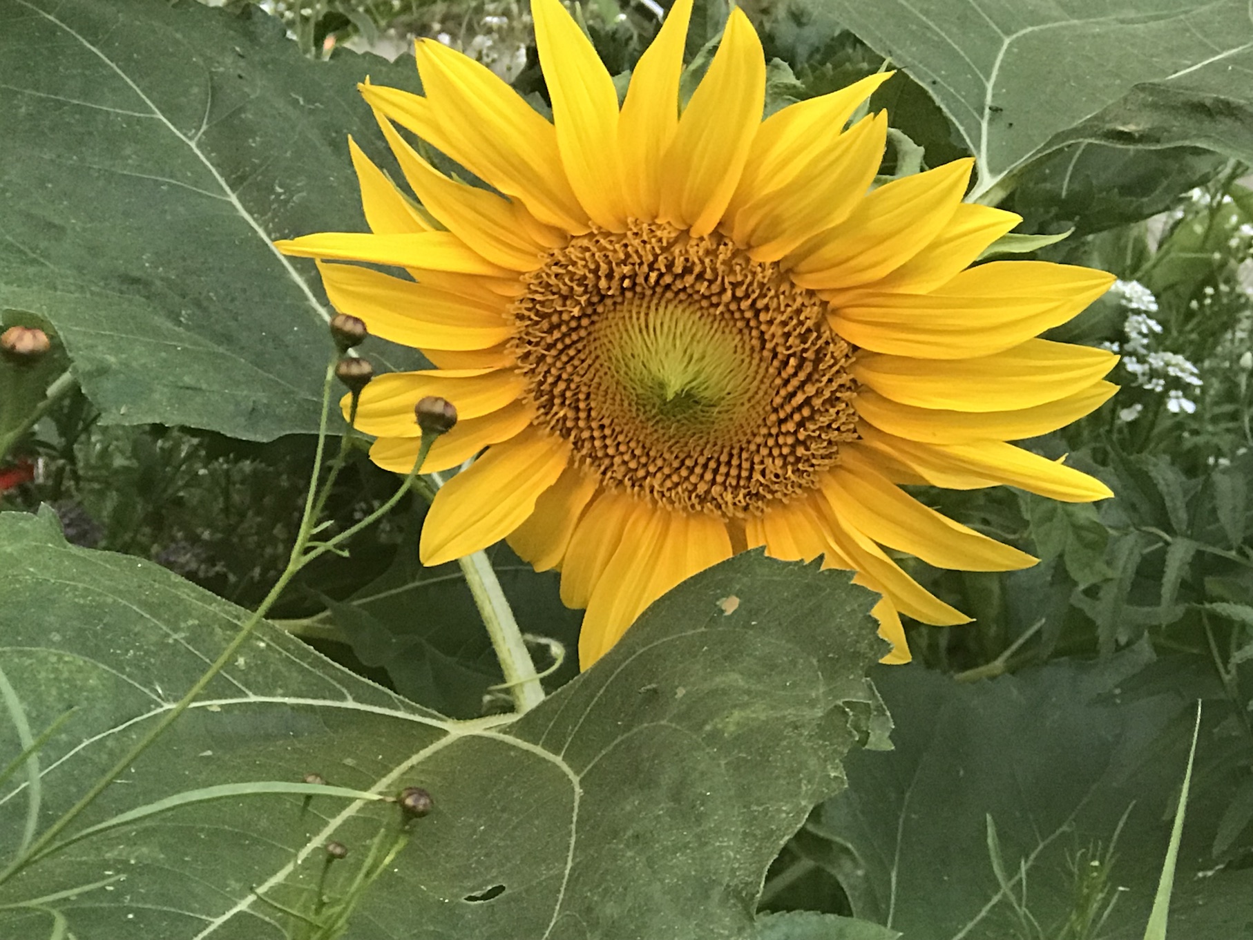 Nature Sunflower Chicago
