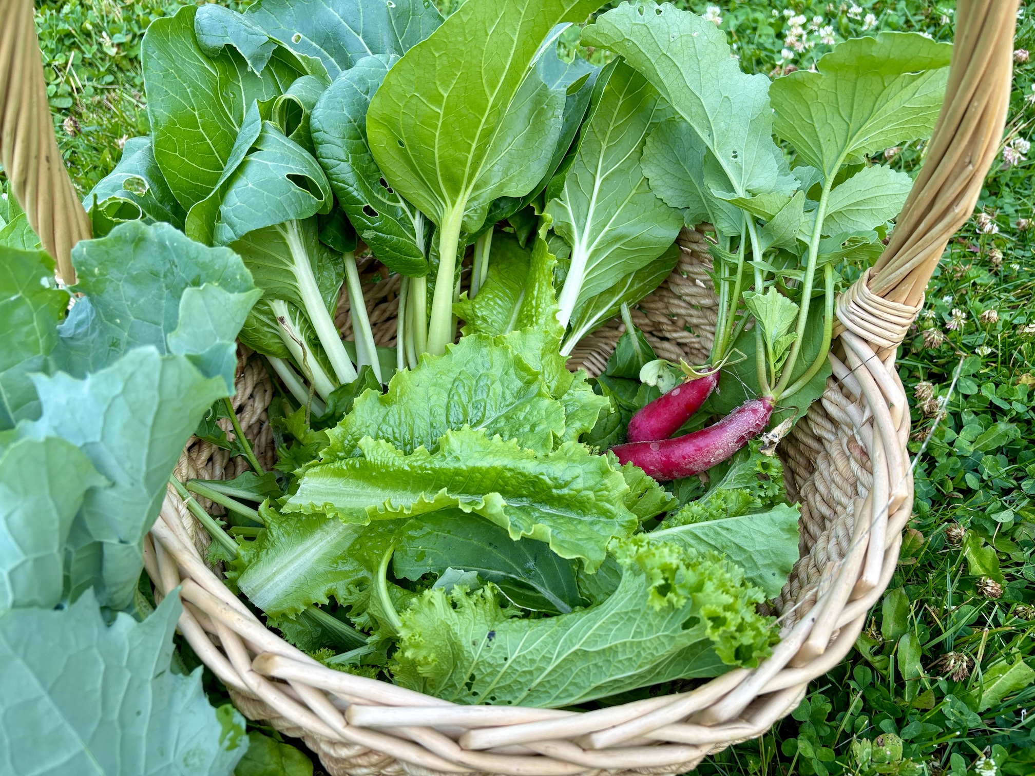 Garden Greens - Baby Bok Choy, Mustard Greens, Radishes