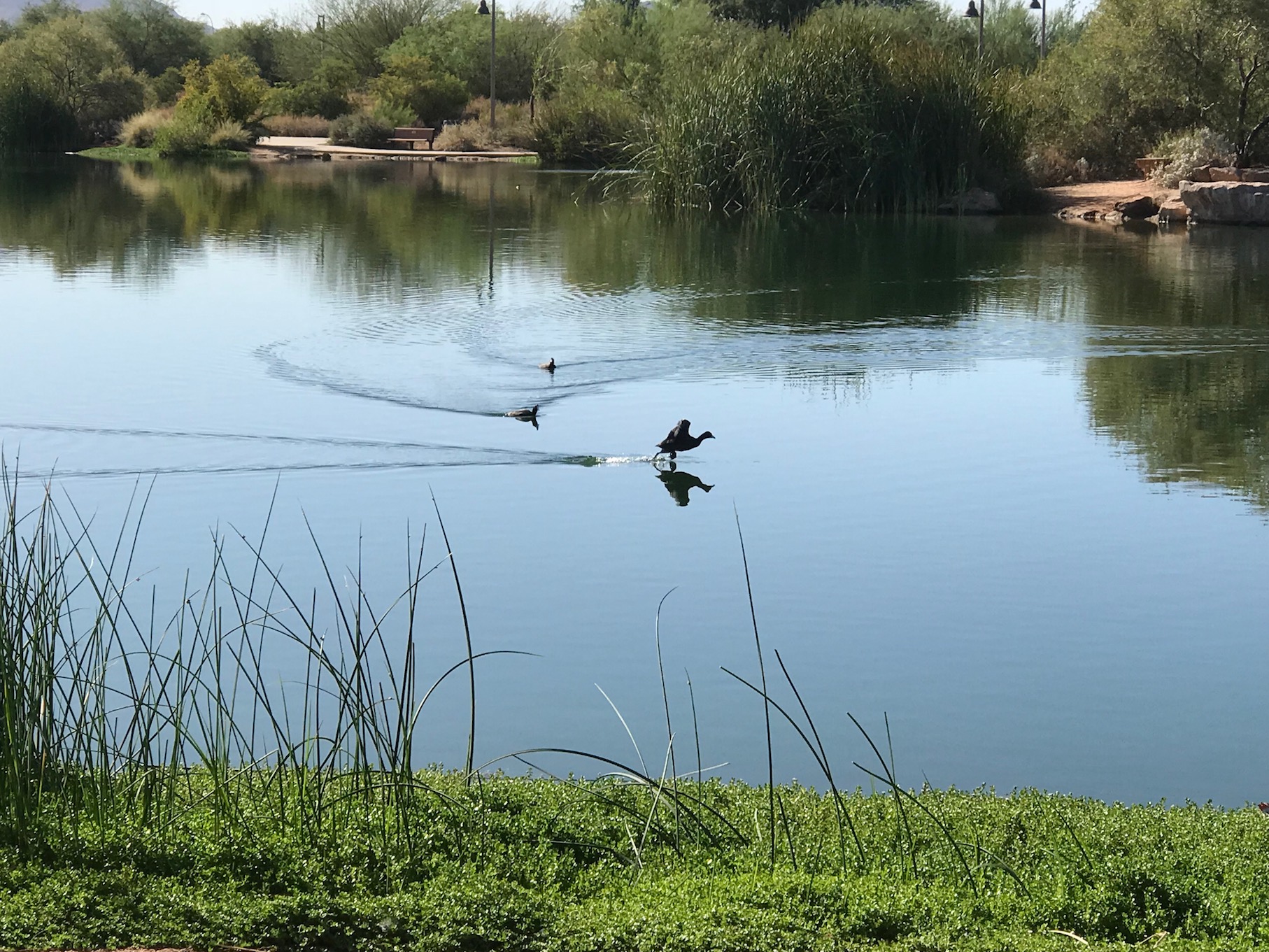 Nature Ducks landing on pond Mrs. Stokes Park Hillsdale, MI