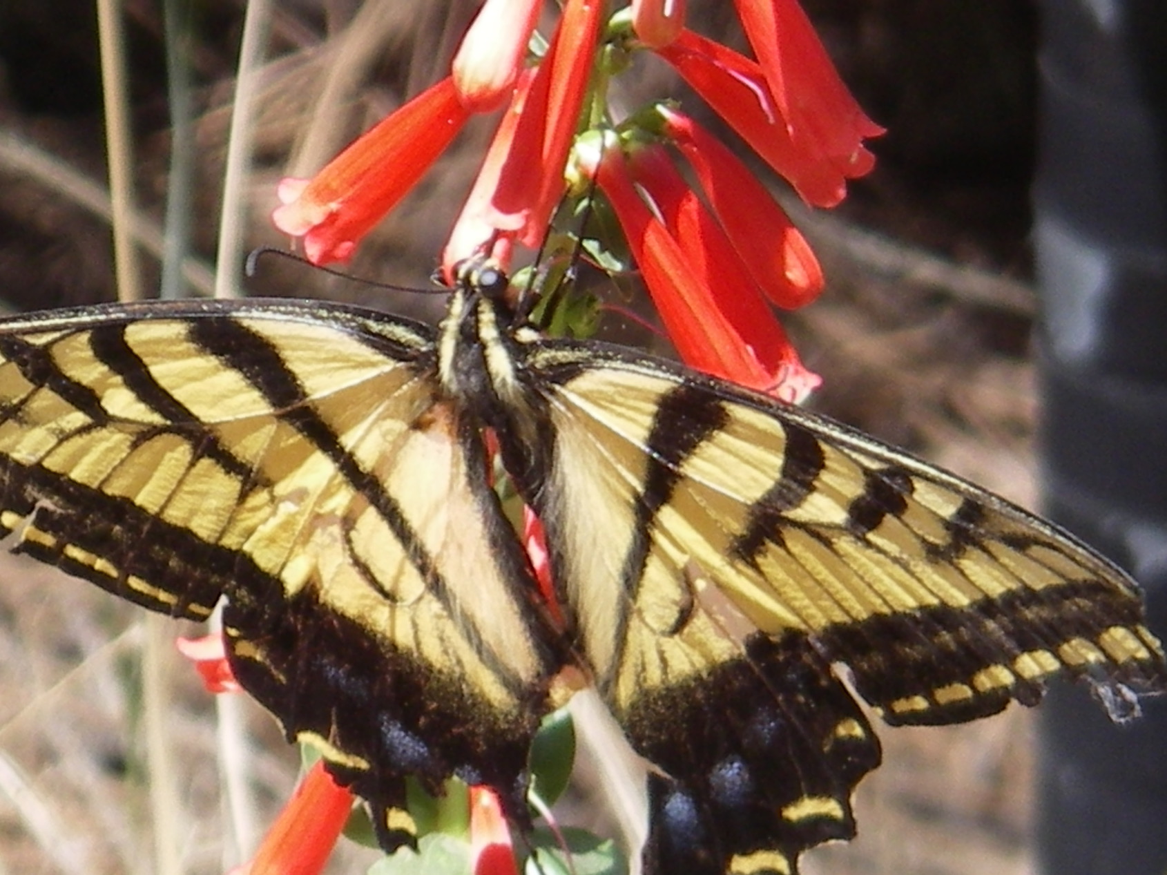 Big Yellow and Black Butterfly 