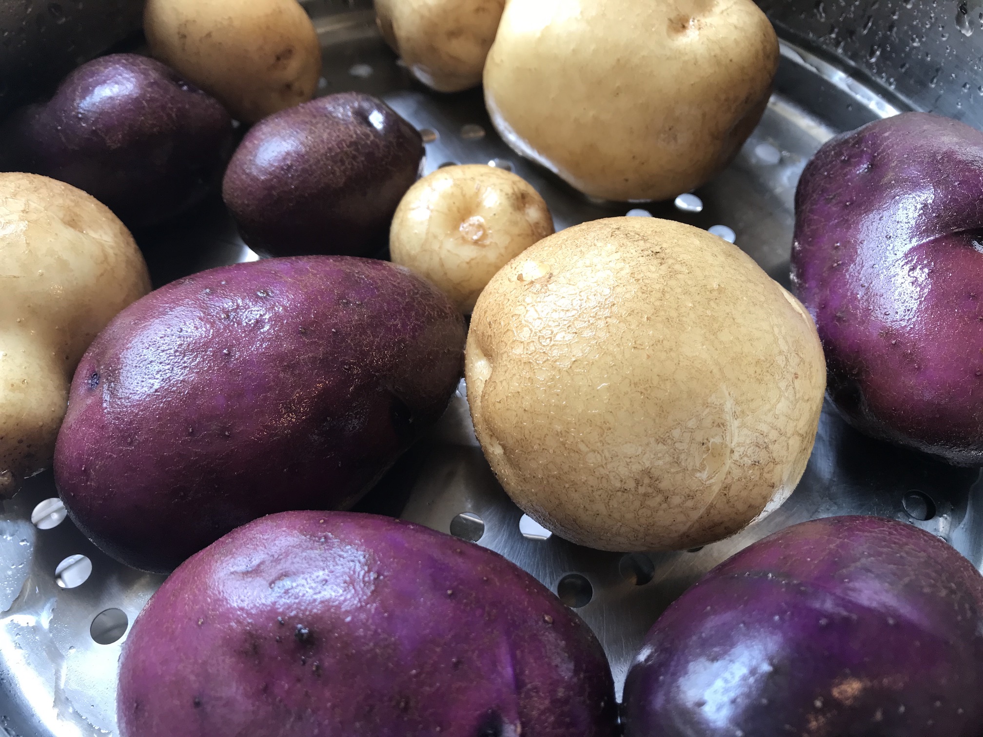 Potatoes from garden - yellow & purple in steamer basket