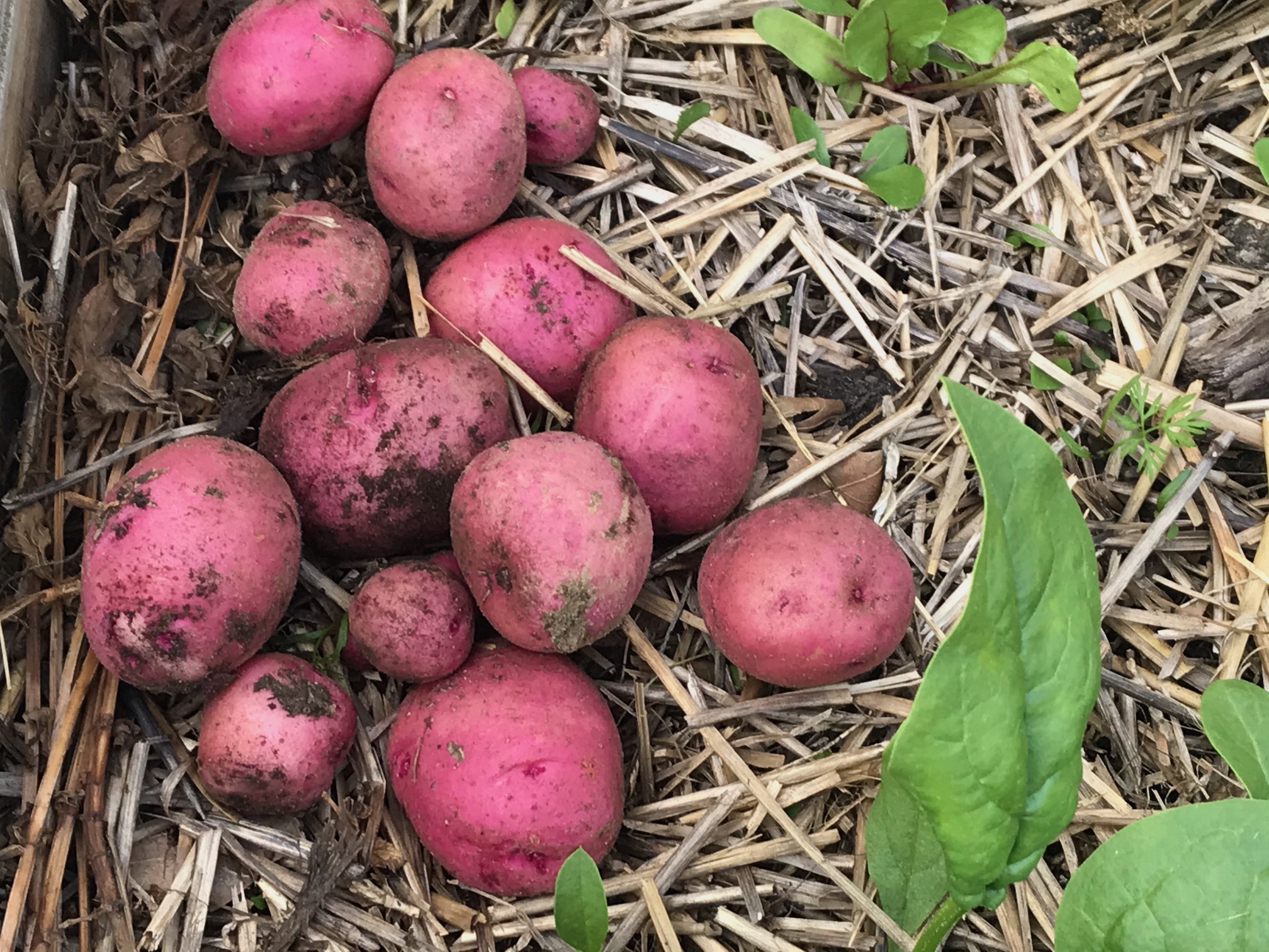 Potatoes from the garden, red skin