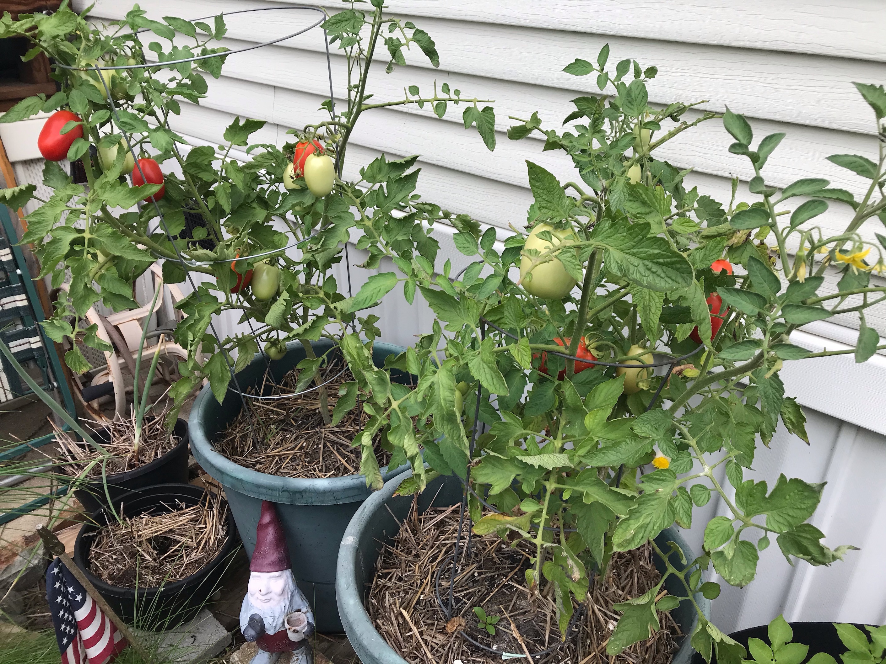 Tomato Plants Tomato Plants