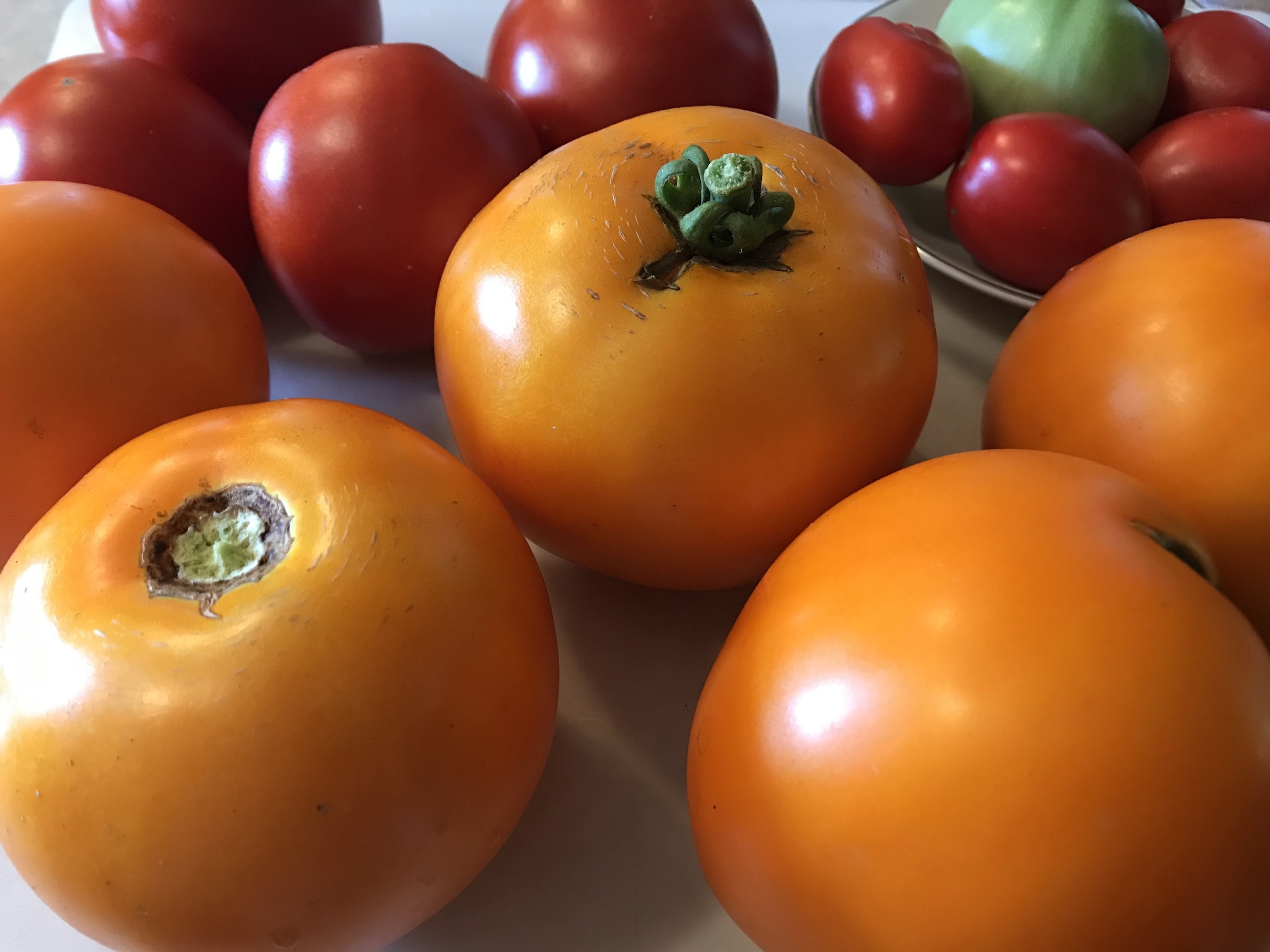 Tomatoes from the garden1 Tomatoes from the garden1