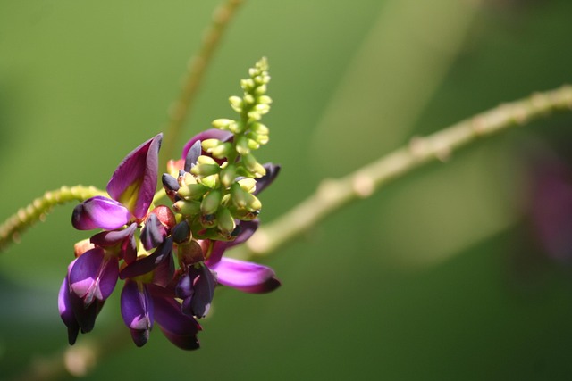 Kudzu Vine pretty purple flower Kudzu Vine pretty purple flower