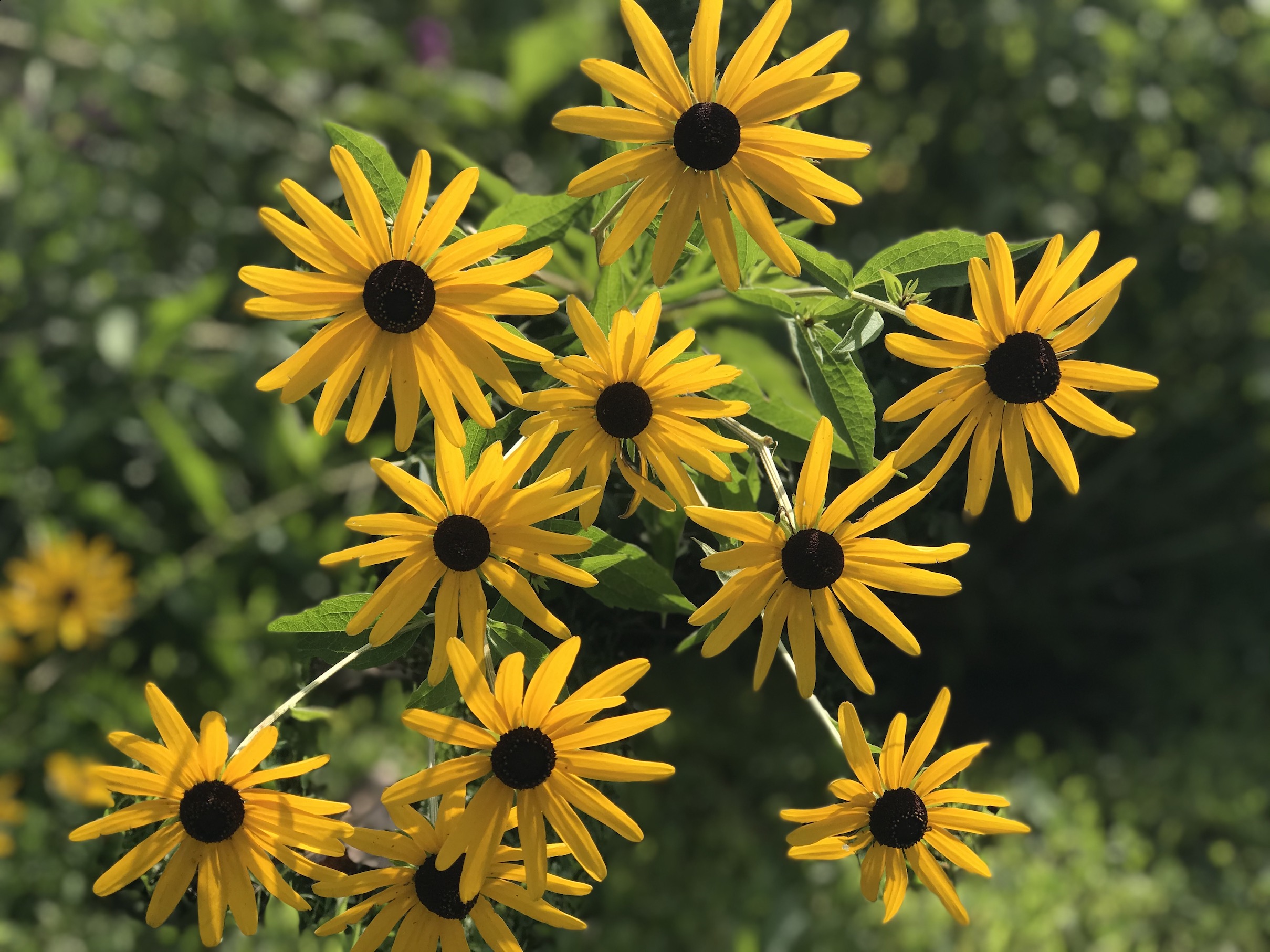 Beautiful Black-Eyed Susan Yellow Flowers at Ansted Park in Temperance, MI
