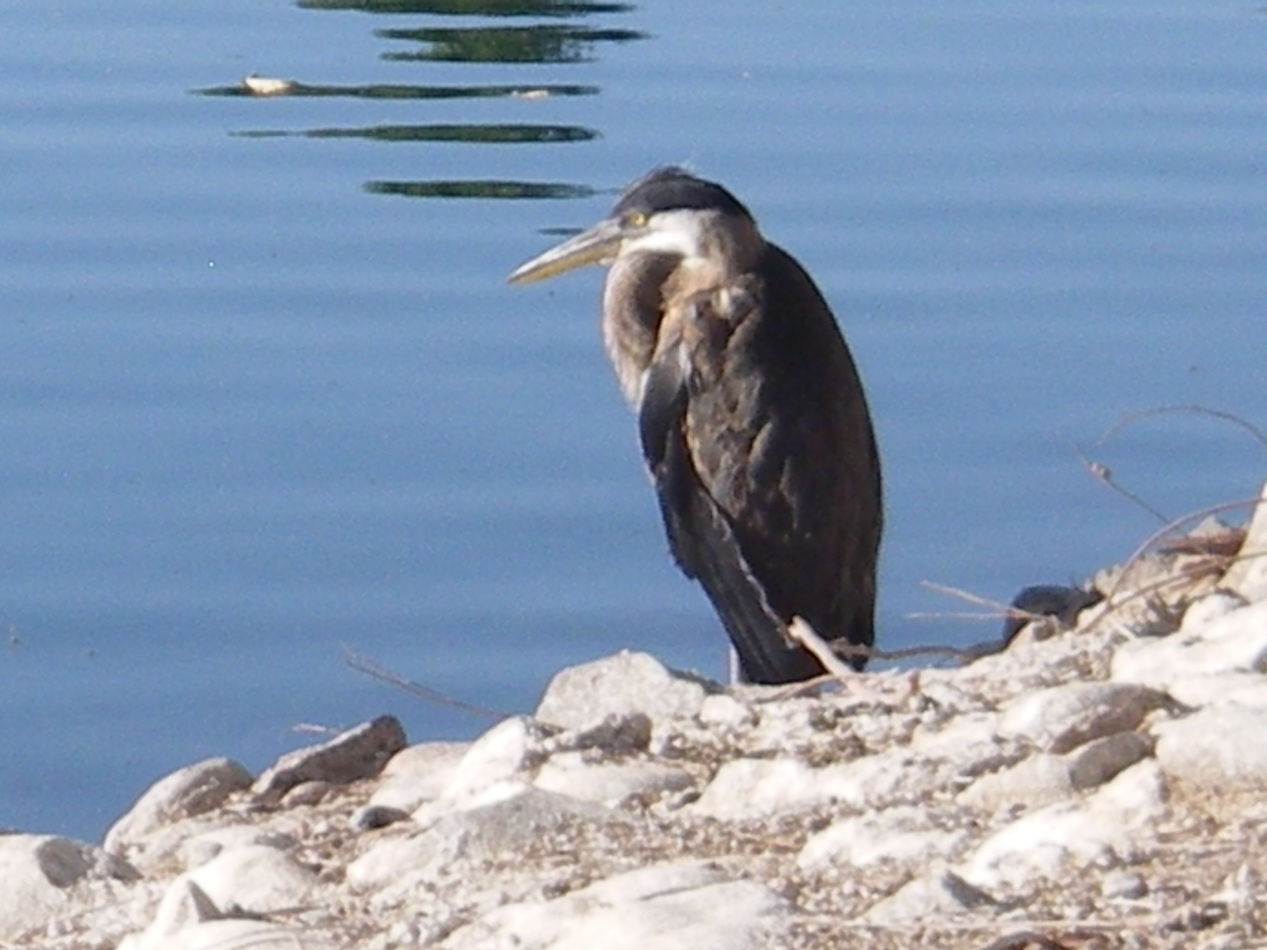 Black Crowned Night Heron Scottsdale, AZ