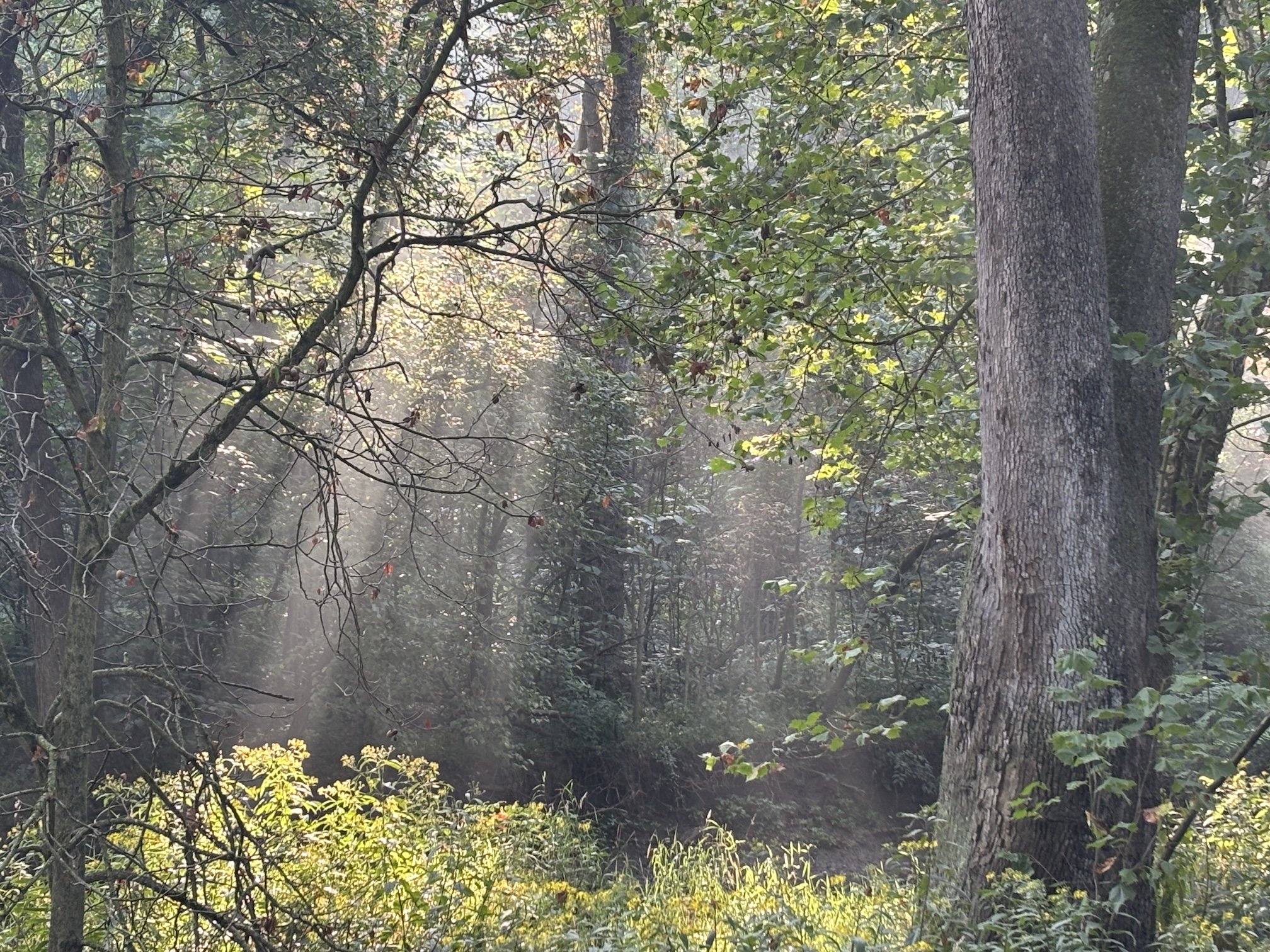 Nature photo of morning sun shining through the trees at Wildwood Park in Toledo, Ohio Nature photo of morning sun shining through the trees at Wildwood Park in Toledo, Ohio